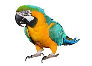 Bird Suncatcher