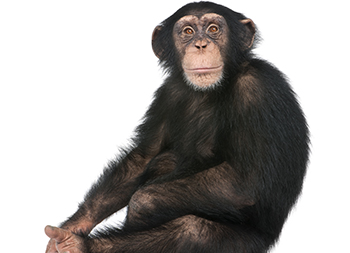 Monkey Suncatcher