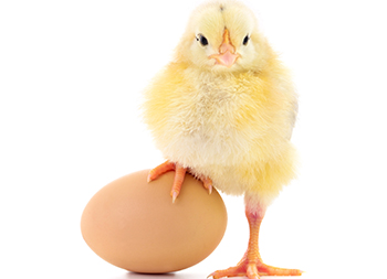Poultry Suncatcher