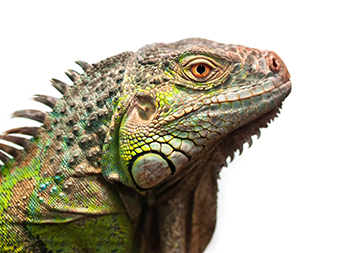 Reptile Suncatcher
