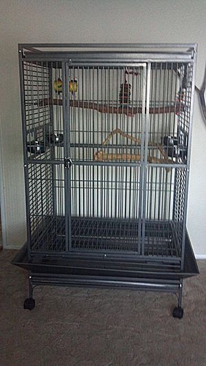 CFDS 1303 Play Top BirdCage