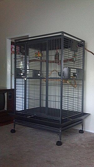 CFDS 1303 Play Top Bird Cage