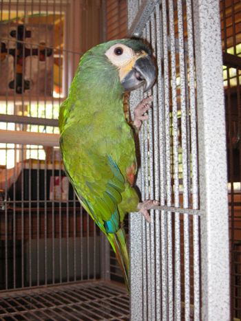 Dome Top Cage