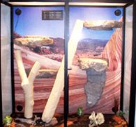 Hybrid Reptile Cage Environment