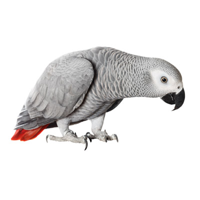 African Gray Cages