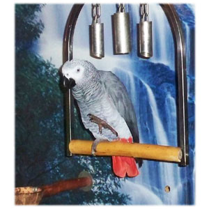 African Gray