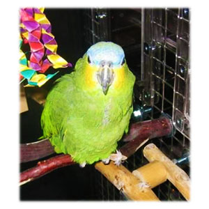 Amazon Parrot