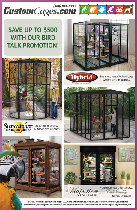 Bird Talk Promotion