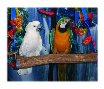 Birds on a Perch