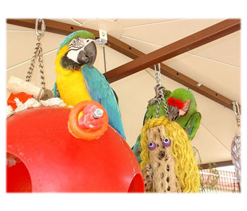 Birds Playing With Toys