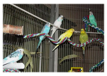 Budgies