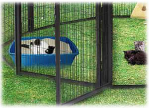 Outdoor Cat Containment