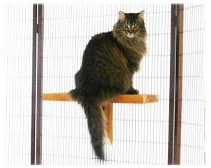 Cat Perch