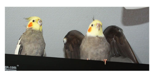 Where To Find My Bird