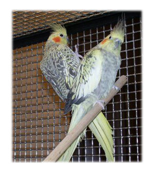 Cockatiels