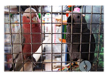 Cockatoo and African Gray Parrot