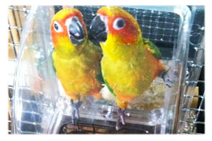Conure