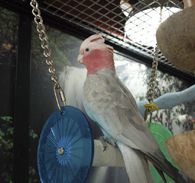 Durable Materials for Cockatoos