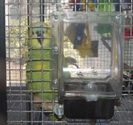 Durable Stainless Steel Wire for Bird Cages