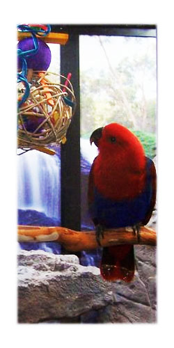 Eclectus Parrots
