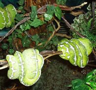 Tree Boas in Hybrid Reptile Enclosure