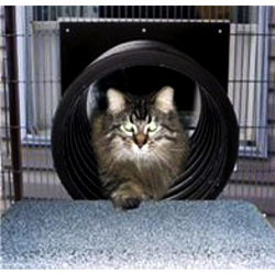 Outdoor Cat Fences