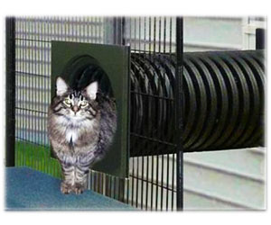 Outdoor Cat Pen