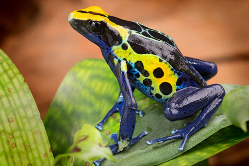 Frog Terrariums