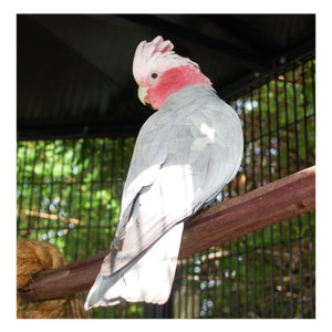 Bird Illness