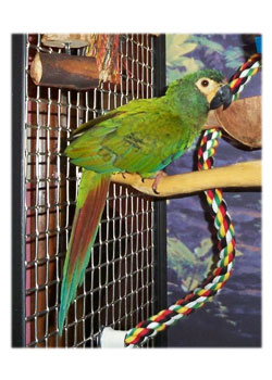 Green Macaw