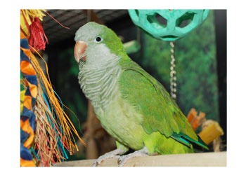 Hazards for Birds