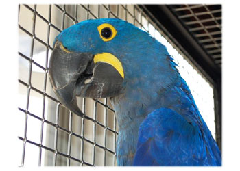 Macaw
