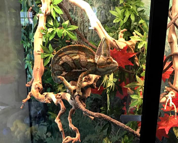 Custom Cages Hybrid Chameleon Enclosure