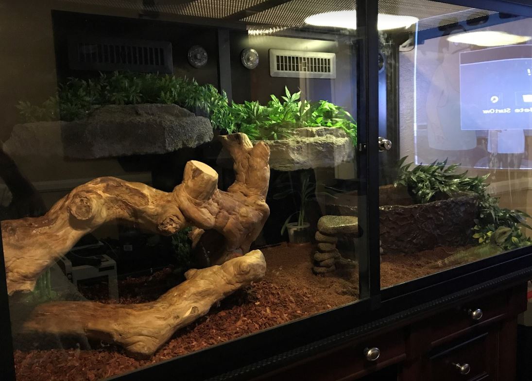 Josh's Chinese Water Dragon Enclosure