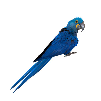 Large Macaw Cages
