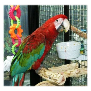 Macaw Eating