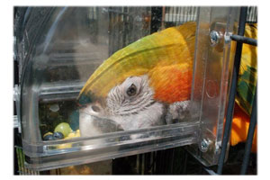 Macaw Eating from Friendly Feeder