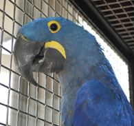 Macaw Proof Materials