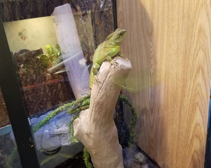 Marc's Hybrid Reptile Enclosure