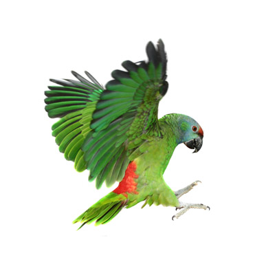 Parrot Cages