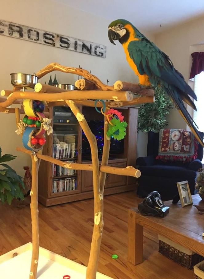 Pippin on Playstand
