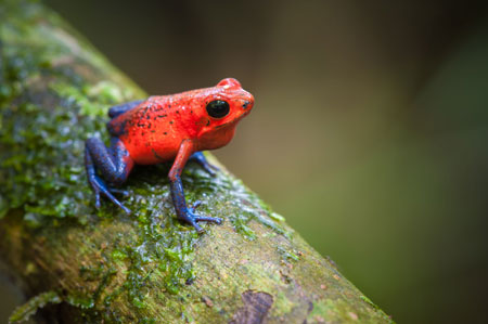 Poison Dart Frog Vivariums