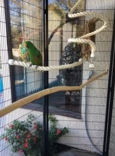 Suncatcher Cage - Yoshi