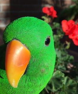 Suncatcher Cage - Yoshi