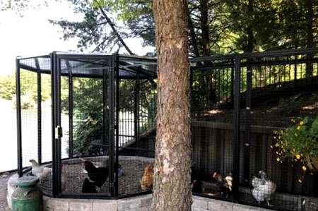 Chicken Coop 3