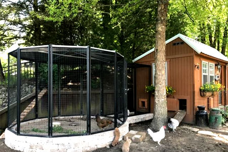 Chicken Coop 1