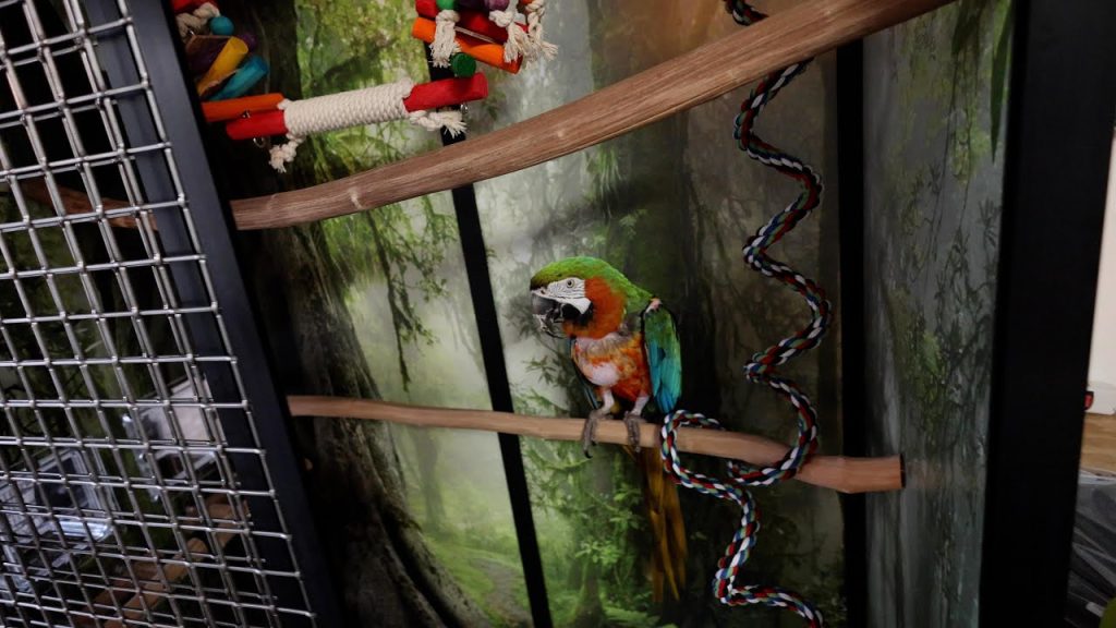 How To Build A Custom Cages Suncatcher Bird Cage!