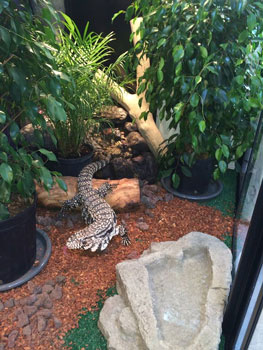 Tegu Enclosure