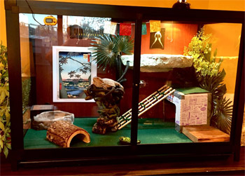Cinderella's Hybrid Reptile Enclosure