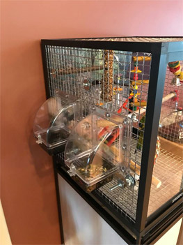 Hybrid Bird Cage